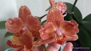 Равелло, Mimi и Ну Ооочень странная Мутация Орхидеи! 10 марта 2023г.