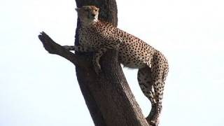 Cheetah Urinates on a Tree and Climbs It; Masai Mara, Kenya