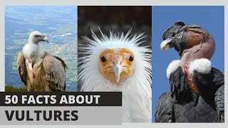 Vultures Up Close: Meet the Majestic Scavengers