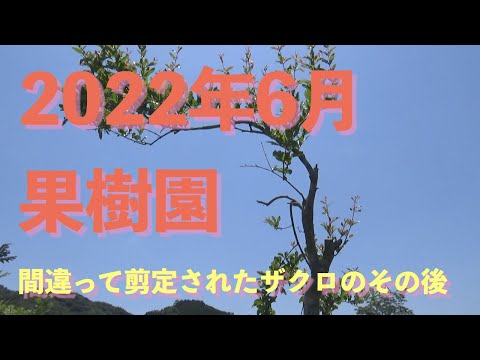 大人気の摘果キーツ❣️17kg❣️平均350g超え It's been five months since we started creating the orchard. We