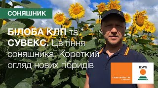 БІЛОБА КЛП та СУВЕКС. Цвітіння соняшника. Короткий огляд нових гібридів | КВС-УКРАЇНА