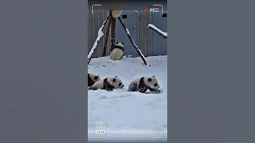 Панды панда смешные смешныевидео животные мимими Panda Cute Animals Shorts новыйгод 