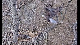 Dulles Greenway Eagle Cam - 'Watch Out, Rosa!' (short) by C Mitchell 116 views 1 year ago 2 minutes, 8 seconds
