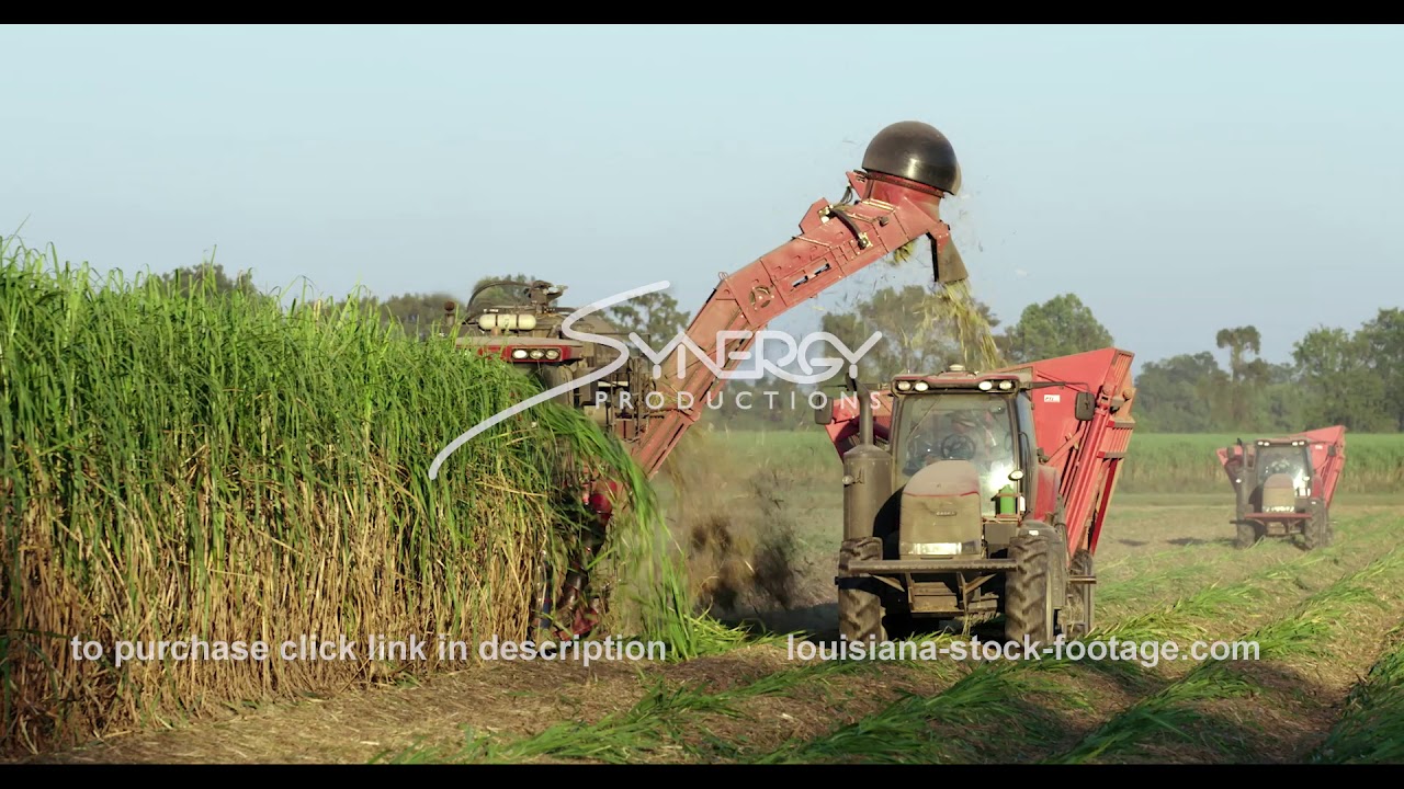 866 cutting sugar cane farmland in Louisiana video stock footage YouTube