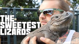 Easy Upgrade for my Rhino Iguanas! | Tyler Nolan