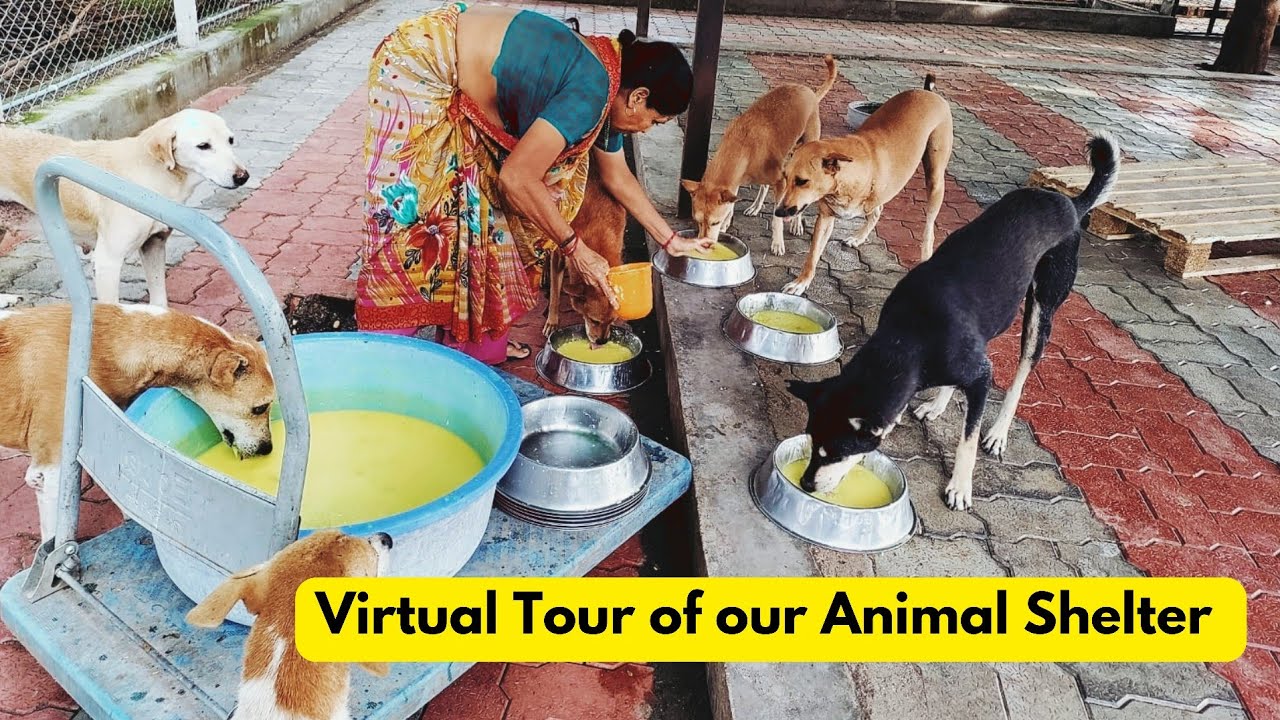 virtual animal shelter tour