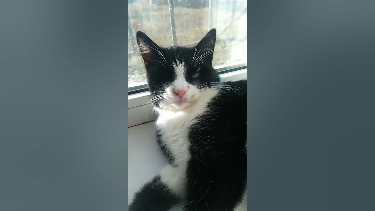 Песня про кота который. Песенка про жирного кота.