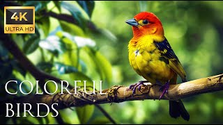 4K Colorful Tanager - Beautiful Birds Sound in the Forest | Bird Melodies