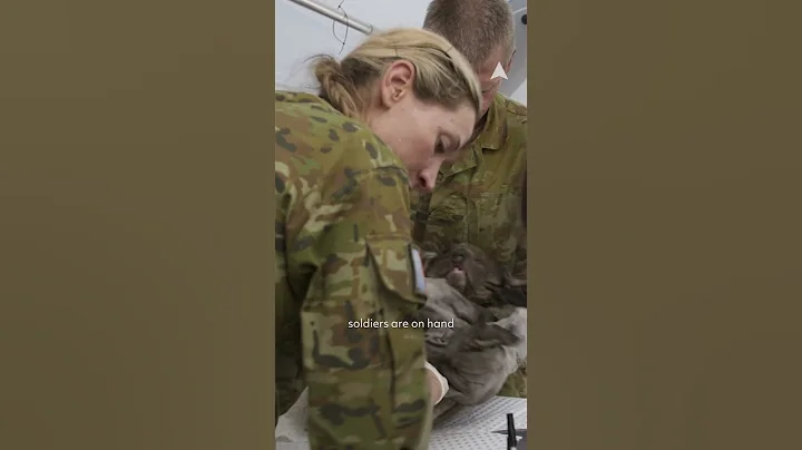 After the Fires: Saving Koalas On Kangaroo Island