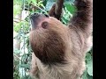 view Southern Two-Toed Sloth | Amazonia digital asset number 1