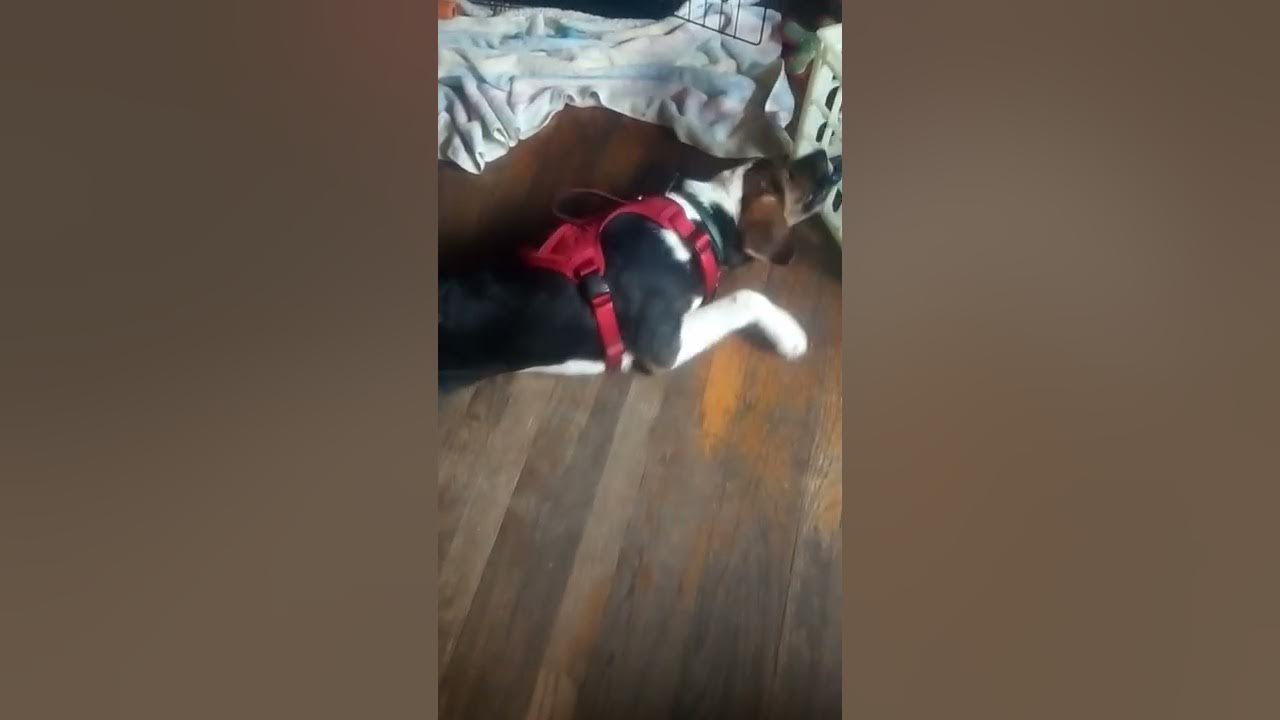 Service Dog Scout and Kong Waste Bag Harness YouTube