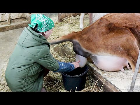 Как принять роды у коровы в домашних условиях