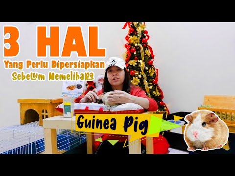 Video: Cara Merawat Guinea Pig Di Rumah