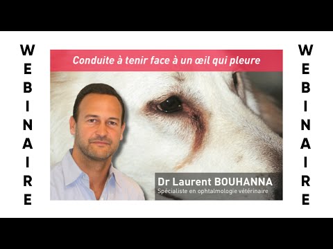 Vidéo: L'infection du conduit lacrymal chez les chiots