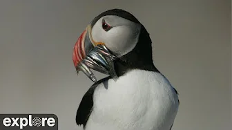 Audubon Puffin Loafing Ledge | 2024 Highlights