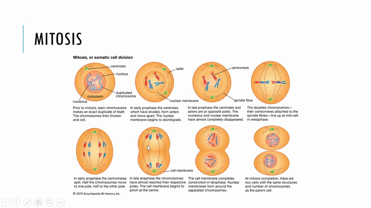 5 фаз деления клетки. Этапы деления клетки митоз. Фазы деления митоза. Структура клетки фазы митоза. Схема митотического деления клетки.