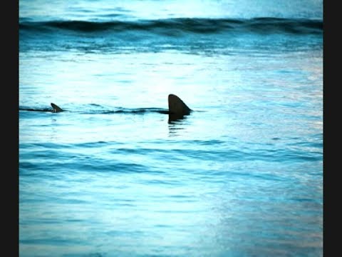 La verdad sobre el ataque de tiburón en Guardalavaca