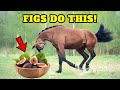 If your horse eats figs here is what will happen to your horse