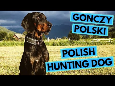 Gończy Polski – Top 10 Interesting Facts – Polish Hunting Dog