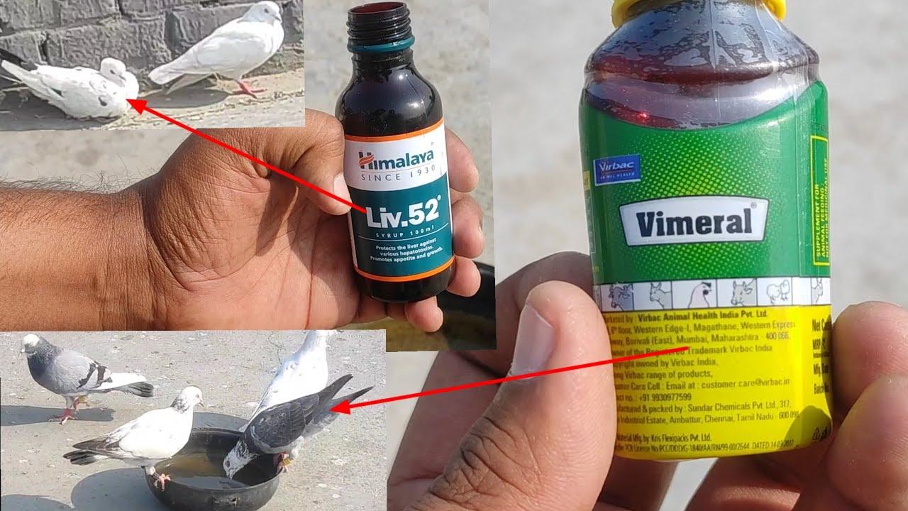 Kabootar Ke Liye Live 52 Vimaral Effective Basht Medicine All Bird's//Sust Kabootar Ka Ilaj
