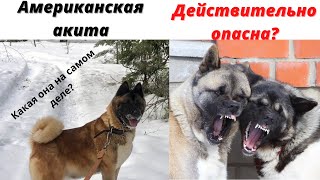 картинка: Американская акита. Какая она на самом деле?