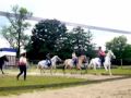 WIlde paardjes in galop in frankrijk la maison heuve
