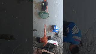 harvest time here  in the fishpond??youtube seafoods viral foreyoupage shrimp fypシ mudcrabs