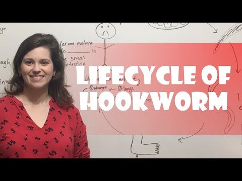 Lifecycle of Hookworm