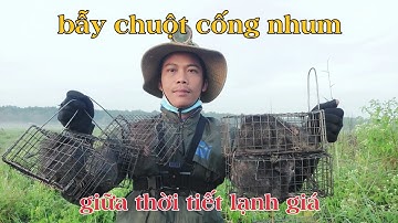 Bẫy chuột | Thăm bẫy chuột cống nhum mùa gió chướng và cái kết lạnh thấu xương #Lâm Hậu Giang Vlog