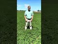 Alfalfa That Pops &amp; a New Southern Rep | Field Talk with Billy Carter and Corey Wright, AgXplore