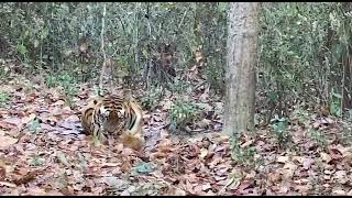 kanha National park||Kanha National park amazing tiger sighting safari time viral short