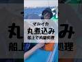 マルイカ丸煮込み #shorts