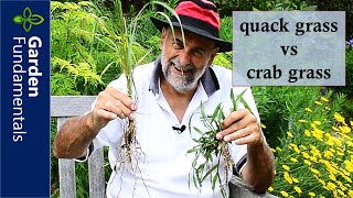 Quack Grass vs Crab Grass  🌾❓🌵 What is the difference and how do you get rid of them?