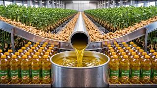 How peanut oil is produced (The entire production process at the factory)