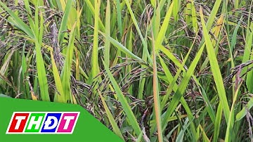 Triển vọng từ mô hình trồng giống lúa gạo đen | THDT
