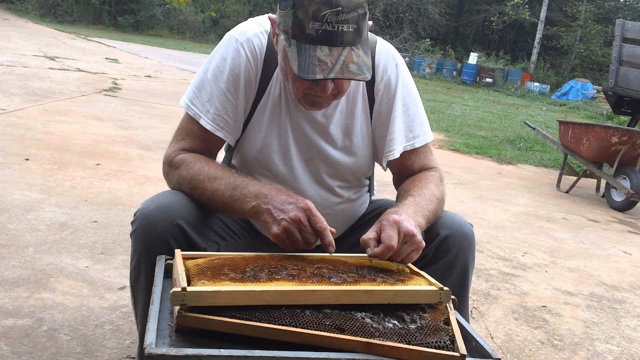 WAX-MOTH DAMAGE TO A FRAME beetlejuice