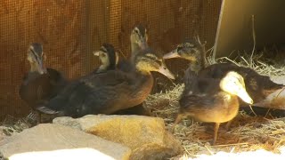 Special Enclosure For Rescued Ducklings