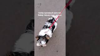 Мальчик Бивер ищет семью Документы РКФ доставка🚘🚈🛫!+79165738251 г.Москва Без изъяна🥇🏆100 т.