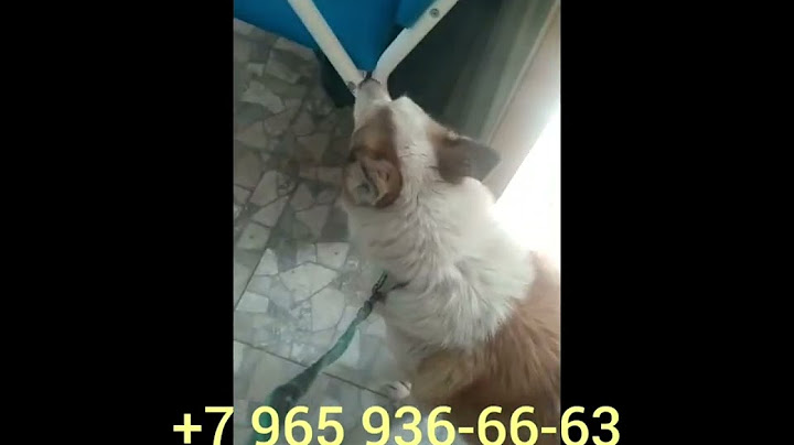Лайку которую сдали в отлов, свозили на рентген, требуется дообследование