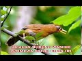 Gila Kicauan Burung Wambie Gacor Dorr Mp3 - Mp4 Download