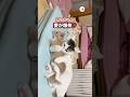 キュートアグレッション起こしてる🤭|PECO