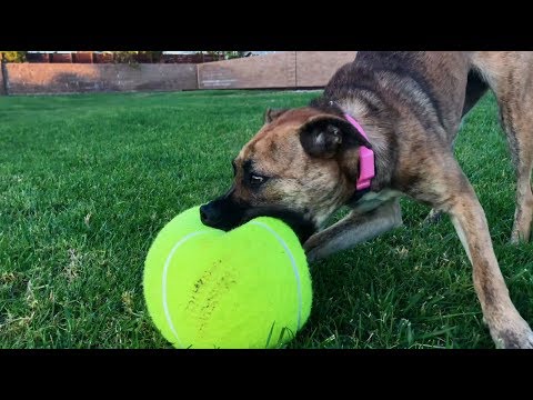 giant-tennis-ball-is-perfect-for-entertaining-your-dog