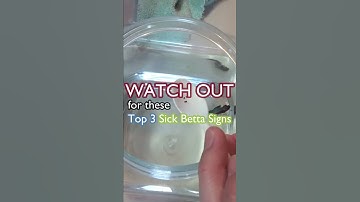Everyday Betta 06: How to know if my Betta Fish is sick ? (Part 2) #Shorts