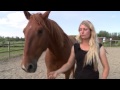 Hierarchy - an important step. When Horses Choose. Mia Lykke Nielsen