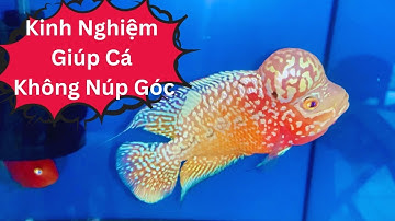 Kinh Nghiệm Giúp Cá La Hán Không Núp Góc | Cá Cảnh Đại Lâm Mộc