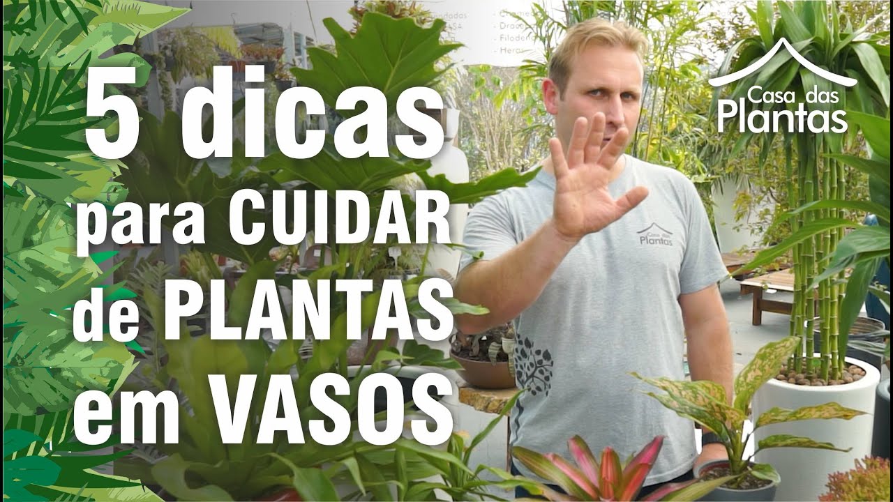 5 Dicas de como cuidar de plantas em vasos 5 Dicas de como cuidar de plantas em vasos