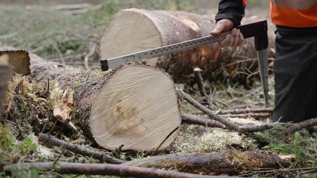 Råte og kapping | Praktiske tips fra Allskogs skogbruksledere