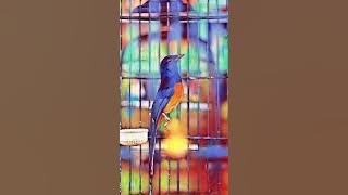 Masteran ViRaL rambatan doraemon. Biar di lirik juri gampang masuk jeda rapet sambungan kasar