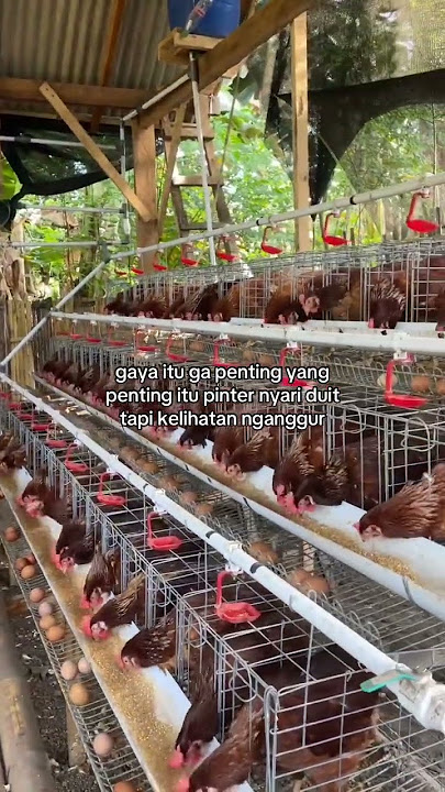 dinikmati saja #nfc #ayambangkok #storywa #ayam #beranda #masukberanda #motivation #ternak