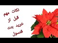 نکات مهم قبل از خرید بنت قنسول